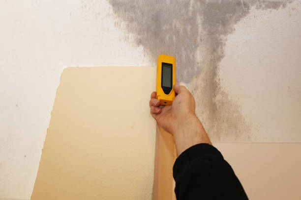  Phoenix, OR Mold Removal Pros