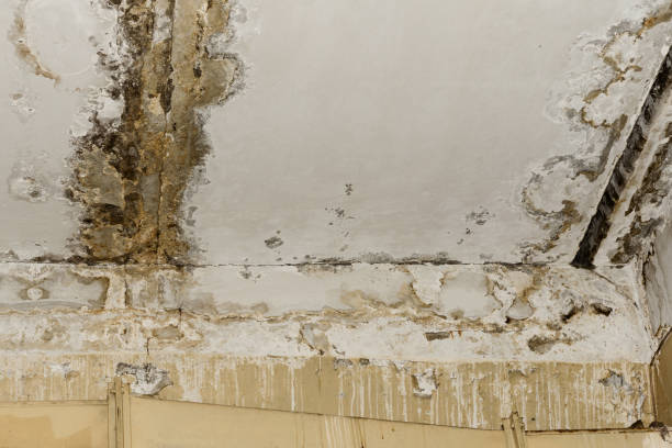 Best Dehumidification Services  in Phoenix, OR