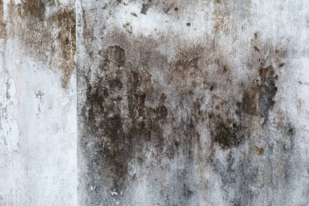 Best Asbestos and Lead Testing During Mold Inspection  in Phoenix, OR