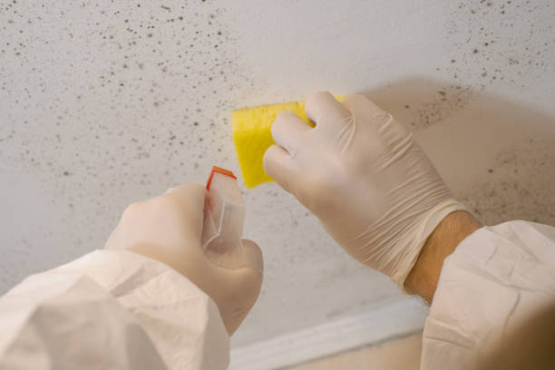 Best Mold Remediation for Healthcare Facilities  in Phoenix, OR