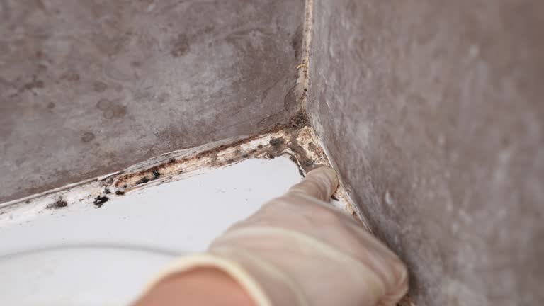 Environmental Consulting for Mold Prevention in Phoenix, OR