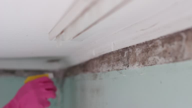 Best Forensic Mold Investigation  in Phoenix, OR